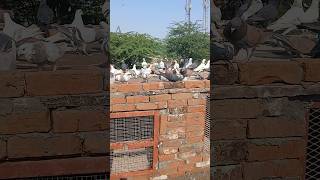million views elvish bhai #trending #elvishyadav #elvishyadavvlogs #pigeon #kabootar