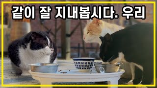 A lonely old cat in Korea is trying to become a family with yard cats. by 배은망덕고양이들 79,136 views 1 month ago 19 minutes