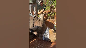 Drastic Times For Rhino Call For Drastic And Controversial Measures Have Your Say 