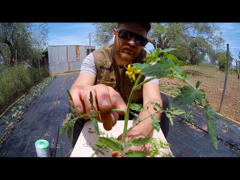 Βίντεο: Τι είναι το Tomato Little Leaf: Μάθετε για την ασθένεια των μικρών φύλλων στις ντομάτες