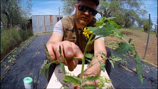 Pruning and Tying up Tomatoes for Maximum Yield and Plant Health!