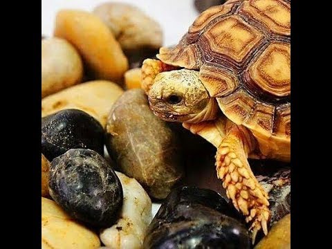 hobby lobby jobs Baby Sulcata tortoises pigging out