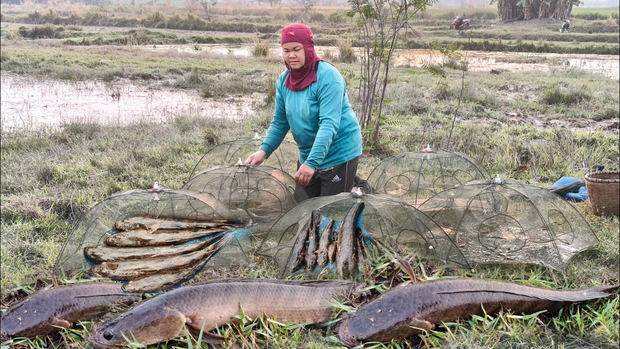 ยามตุ้มกุ้งยามลอบตามฝั่งอ่างเก็บน้ำยามลอบหมานปลาช่อนไซส์โลยามตุ้มกุ้งกะแตกซวดๆทุกหลังทั้งกุ้งทั้งปลา