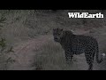 WildEarth - Sunrise Safari - 08 March 2022