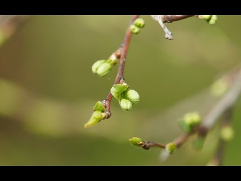 Срочно! Посмотрите на свои плодовые деревья!