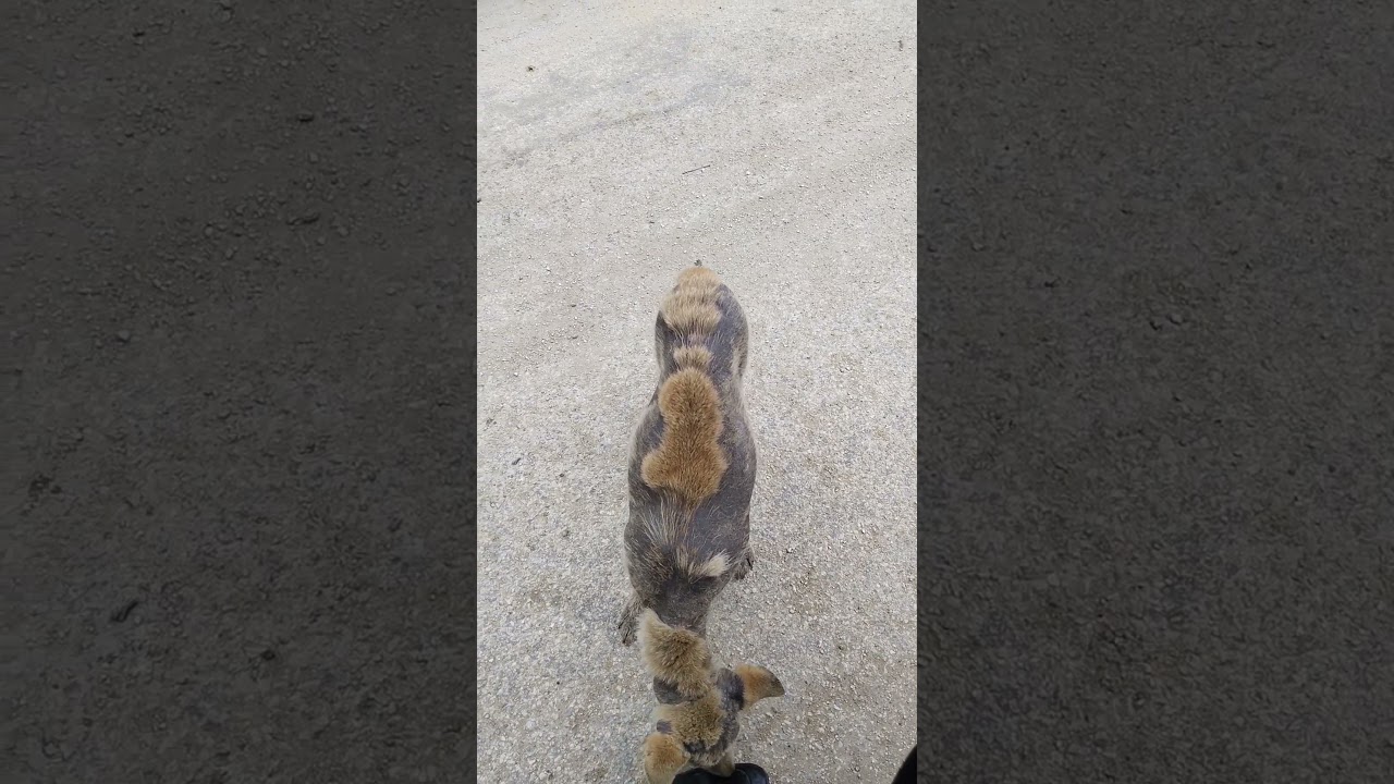 Chú Chó Làm Nail #shorts | Quá Miền Tây Bắc