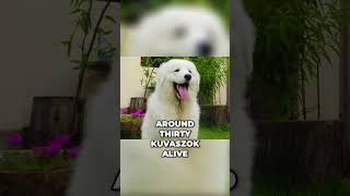 How the Kuvasz Went From Near Extinction to Global Recognition