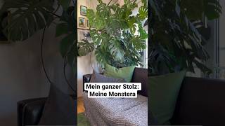 Meinis Monstera-Tipps🪴 #pulsreportage #monstera #plants