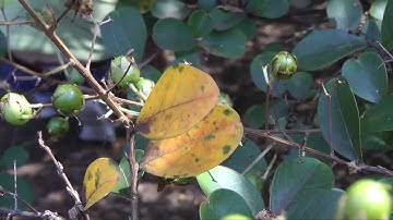 Black Spot of Crape Myrtle