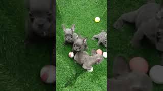 French Bulldog #petsplaza #dogs #shortvideo #shortvideoviral #breeder #bulldog #dogsale