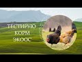 Царскосельские куры. Тестируют корм &quot;ЭКООС&quot;