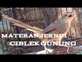 Masteran Jernih Sped Rapat Burung Ciblek Gunung Cocok Buat Masteran Mp3 - Mp4 Download
