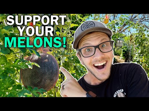 Support Your Melons