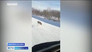 Тревожный знак  в Башкирии сняли на видео бегущих по трассе волков