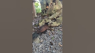 chim bìm bịp là khắc tinh của rắn cạp nia và các loài rắn khác