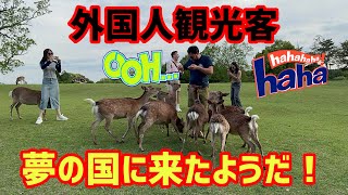 【海外の反応】夢の国に来たようだ！外国人観光客😀奈良公園🦌Nara Park Japan🇯🇵4K