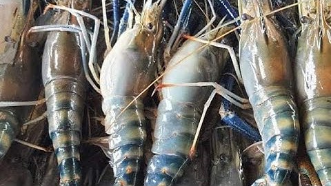 Hầm tôm càng 3 tấn cho ăn 50ký 1 ngày / săn tôm càng miền tây