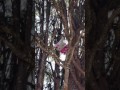 Hello Kitty balloon in a tree