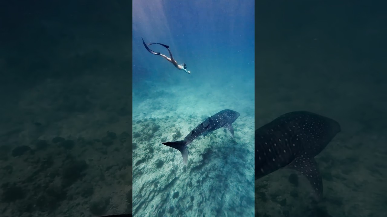 The Maldives Experience Everyone Dreams Of | Sunset & Whale Shark 🐋