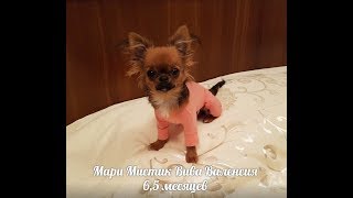 Чихуа миники в ПРОДАНЫ ( 1 . 08 . 2017 ) Чихуа миники в ПРОДАНЫ ( 1 . 08 . 2017 )
