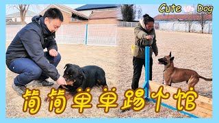 [ENG SUB]🐶：今天带加布爸简简单单来个踢馆，能否挑战成功【藏獒加布】 #dog #pets #加布 #萌宠 #藏獒 #宠物 #狗狗 #可爱