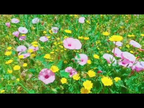 باب وندار ارغبوة تاونات