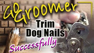 How to trim your dogs nail