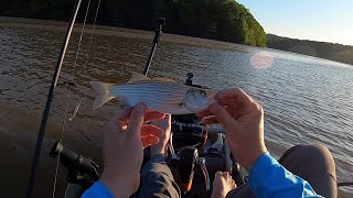 Fish still bite in murky, rough water  trolling for hybrids #kayakfishing #trollingfishing #bass