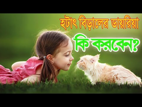 ভিডিও: আপনার বিড়ালের ডায়রিয়া হলে কি করবেন