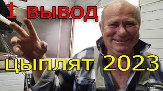 Первый вывод цыплят 2023 из старого яйца