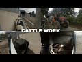 Cattle work  dosing for worm and flies