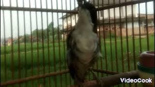 MASTERAN BURUNG CENDET MATAHARI GACOR