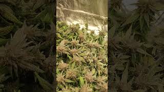Green Poison F1 Sweet Seeds Reveggt Mehltau Extrem in der Spätblühte...