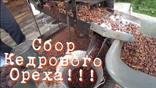 СБОР КЕДРОВОГО ОРЕХА!!! В СИБИРИ!!!!!