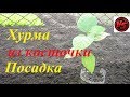 Хурма из косточки - посадка / Stone Persimmon