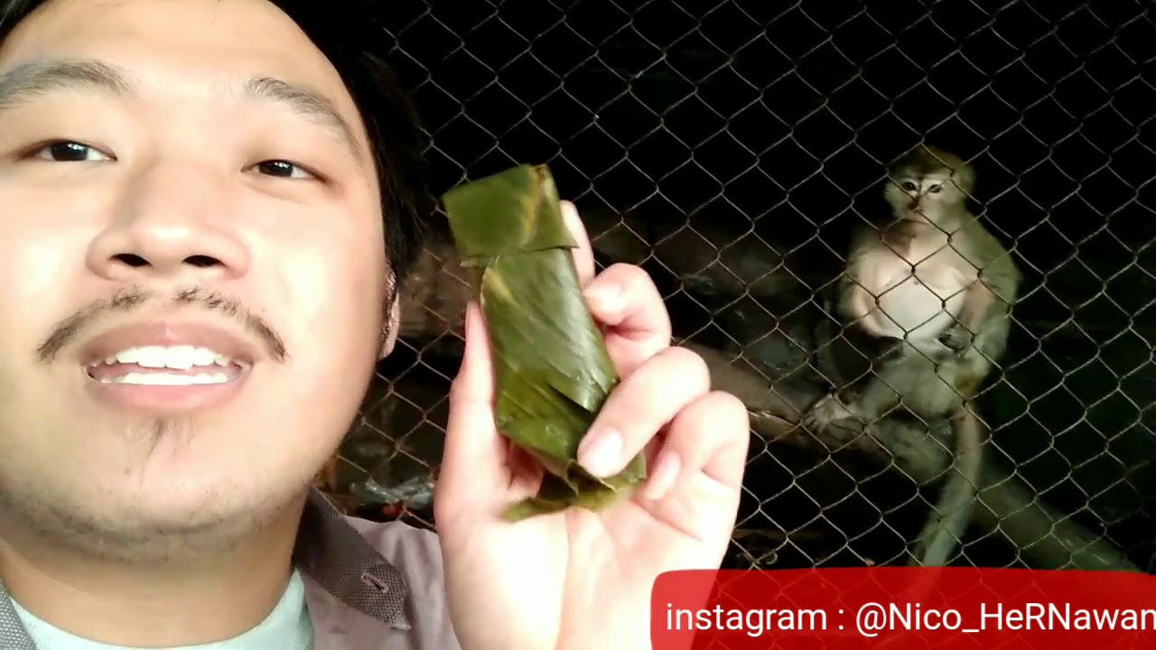 Monyet Cemburuan Makan Lemper Di Lokasi Syuting Tukang Ojek Monyet Cemburuan Makan Lemper Di Lokasi Syuting Tukang Ojek