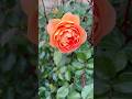 Pat Austin David Austin English Roseパット・オースチン
