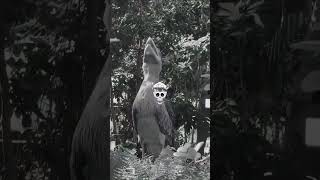 #minivlog danger bird sound 😱😱