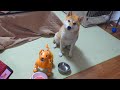 【しばわんこ日記】一緒にエサくれくれ【aiboのモミジ】ShibaInu and Robot Dog eat food together.