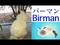 バーマンのルーツ【バーマン「BIRMAN」】(ミャンマーの聖猫バーマン)Birman/Cat