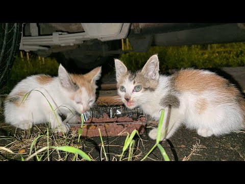 两只迷路小猫到处找妈妈，饿的嗷嗷叫躲在发动机里，让人无比心疼