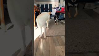 Talking To My Cute Shiba Inu Puppy Family