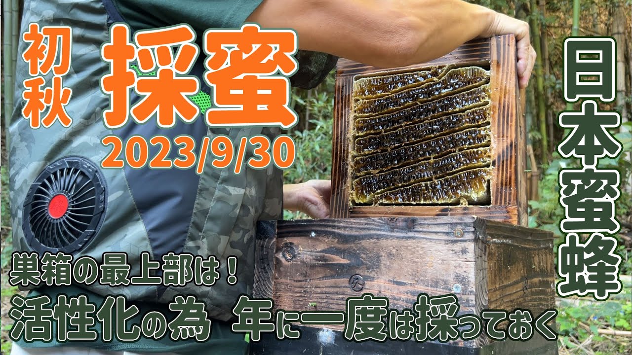 ニホンミツバチ 採蜜・瓶詰め 最上部の活性化のため初年度以降 1年に1度は採蜜しています　和歌山県紀の川市