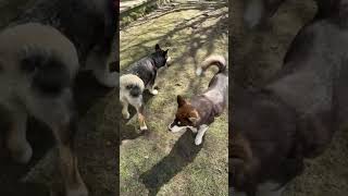 Alaskan Malamute Puppies In The Sun !! ☀❤ #alaskanmalamute #dog #puppy #live