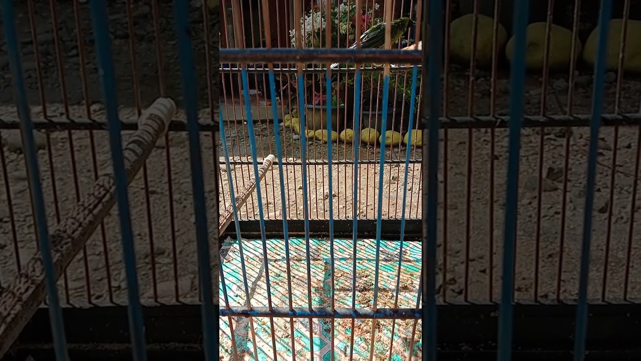 Suara burung cucak ijo mini untuk pancingan 