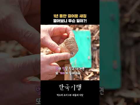 작년에 걸어둔 새집을 <strong>새가</strong> 없는 사이에 열어봤더니🐦 #한국기행 #새집 #새