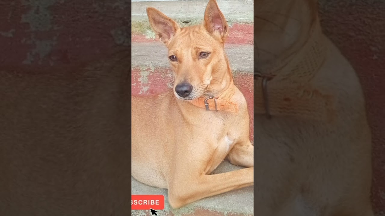 Dogs lover,🥰🥰cute dogs #funnyvideo #shortvideo #cutedog #shorts #lovestatus #caring #dogsoftiktok