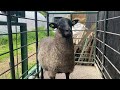 Romanovske ovce - Odlučenje - Romanov sheep - Weighing lambs@farmatadici2603