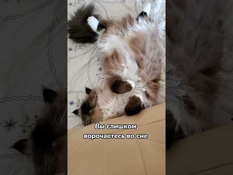 Почему кошка перестала спать с хозяином ☹️