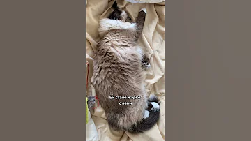 Почему кошка перестала спать с хозяином ☹️